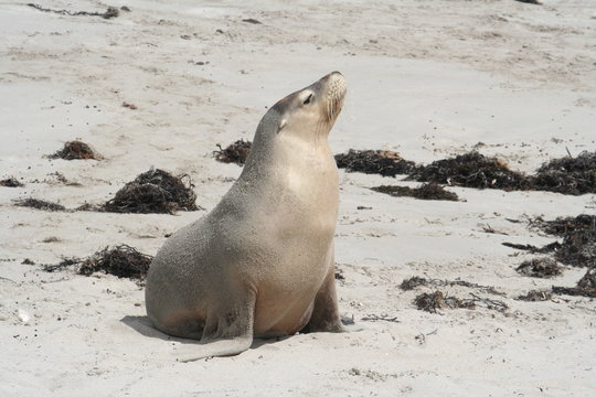 wild sea lion at Kangaroo Island, Seals Bay, South Australia