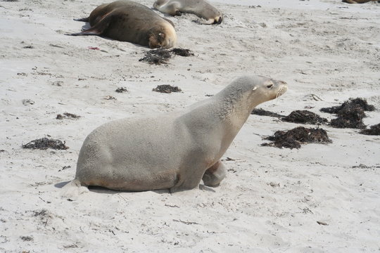 wild sea lion at Kangaroo Island, Seals Bay, South Australia