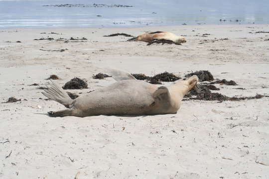 wild sea lion at Kangaroo Island, Seals Bay, South Australia