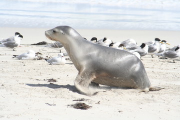 young wild sea lion at Kangaroo Island, Seals Bay, South Australia