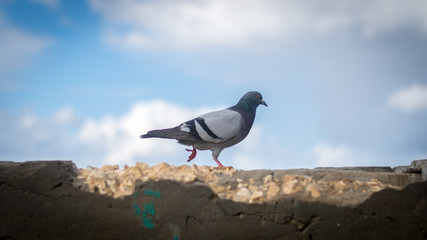 Isolated pigeon walking on a concrete wall- Jaffa Port- Israel