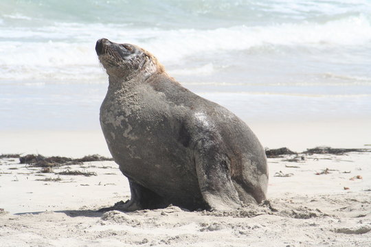 male wild sea lion at Kangaroo Island, Seals Bay, South Australia
