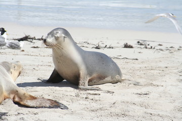 Naklejka premium wild sea lion at Kangaroo Island, Seals Bay, South Australia