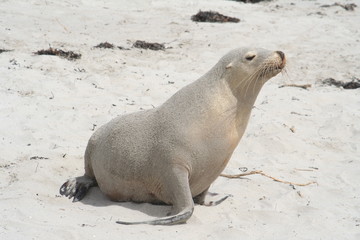 Fototapeta premium wild sea lion at Kangaroo Island, Seals Bay, South Australia