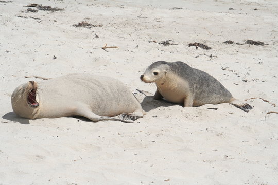 The Wild Sea Lions of Kangaroo Island, Seals Bay, South Australia
