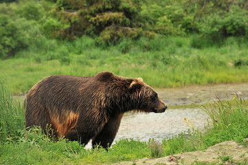 Obraz na płótnie Canvas Wildlife Alaska