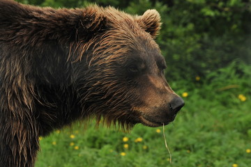 Wildlife Alaska