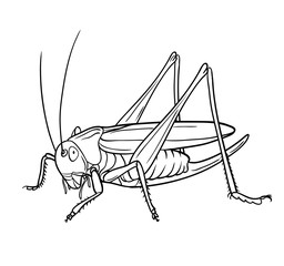 Grasshopper.  Hand drawn style vector design for illustration