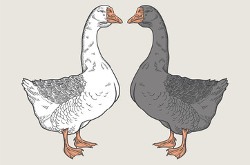 White goose, Grey goose, goose hand drawn, poultry, vector illustration sketch