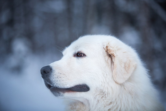 Profile Portrait of maremmano abruzzese sheepdog. Close-up image of big white fluffy dog is on the snow in the forest
