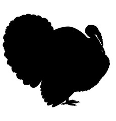 Turkey silhouette isolated on the white background