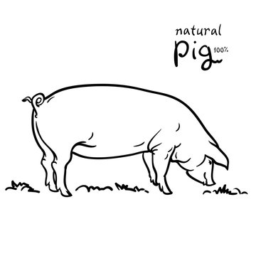 Pig of vector illustration. Isolated on white background. Pasture
