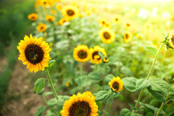 Obraz premium Field of blooming sunflowers, summer