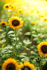 Field of blooming sunflowers, summer
