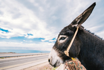 Profile of a donkey against the background of the seaside highway.