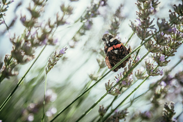 Butterfly on purple lavender blooms, France, post card