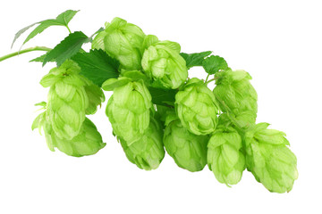 Beer brewing ingredients Hop cones isolated on white background. Beer brewery concept. Beer background