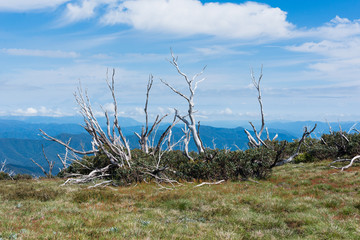 Australia Alpine NP