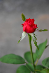 Fototapeta na wymiar Beautiful Blooming Red Rose Flower with Blur Background