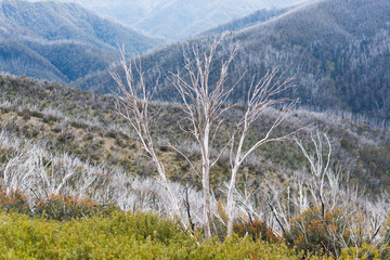 Australia Alpine NP