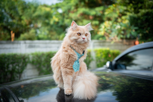 Cute cat with tie on the car loop