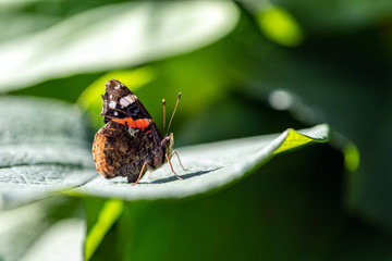 Fototapeta na wymiar Butterfly, Vanessa atalanta