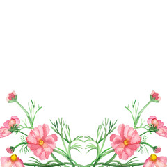 Watercolor banner delicate pink flowers on green stems with needle leaves isolated on white background. Hand painted rare pink daisies for elegant design of wedding invitations, greeting cards.