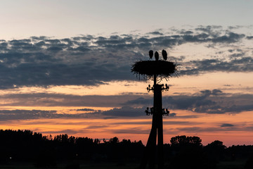 Family of storks in their nest during sunset