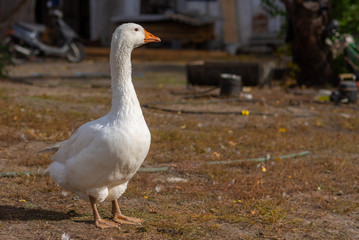Naklejka na ściany i meble Portraot of big white domestic goose standing on the ground and looking around its farm