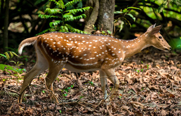 spotted or sika deer in the jungle