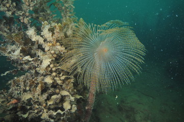 Mediterranean fan worm Sabella spallanzanii next to brown sea weeds covered with fine sediment.