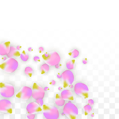 Vector Realistic Pink Petals Falling on Transparent Background.  Spring Romantic Flowers Illustration. Flying Petals. Sakura Spa Design. Blossom Confetti.