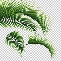 Foto op Canvas Palm leaves. Green leaf of palm tree on transparent background. Floral background.  © Yuri Hoyda