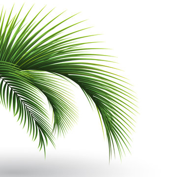 Palm leaves. Green leaf of palm tree on white background. Floral background. 