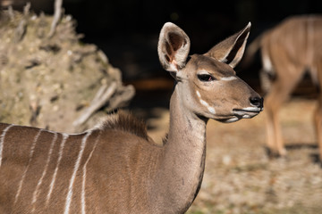 Kudu - Tragelaphus strepsiceros