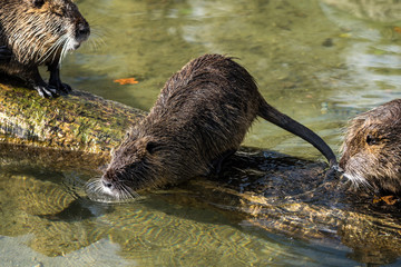 Biber - Myocastor coypus