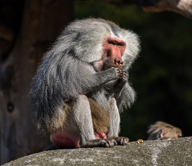 Mantelpavian - Hamadryas baboon