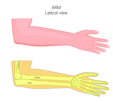 Vector illustration of a healthy human arm with elbow and its bones. Lateral view. For advertising, medical publications