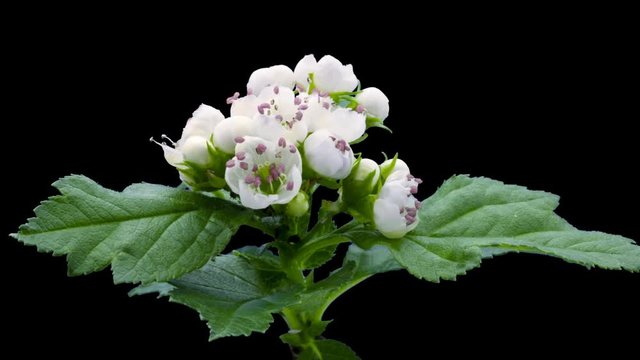 Whitethorn flowers blooming. Time lapse with alpha channel (codec: png+alpha with black background)