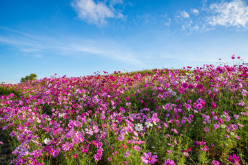 spring flower pink field cosmos flower blooming in the beautiful garden