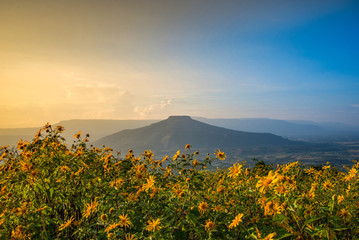 Landscape Thailand beautiful mountain scenery view on hill with tree marigold flower field - yelllow flower on mountain and sunset