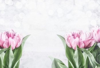 Pink tulips at white background with bokeh, front view,frame. Spring flowers. Tulips bunch