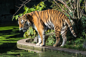 Tiger - Panthera tigris