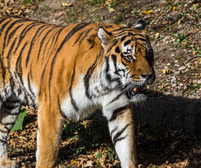 Tiger - Panthera tigris