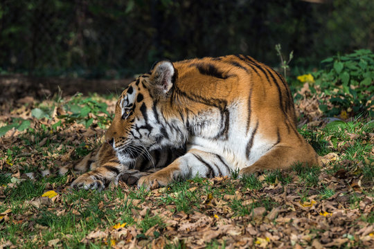 Tiger - Panthera tigris