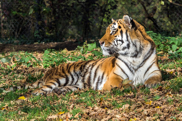 Tiger - Panthera tigris