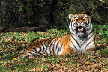 Tiger - Panthera tigris