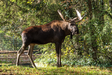 Europäischer Elch - Alces alces