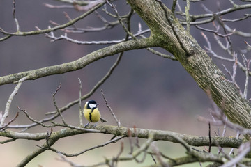 Parus major - Great tit on a branch.