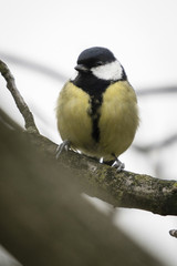 Parus major - Great tit on a branch.